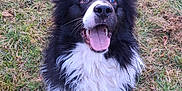 Twister a rejoint le concours — aidez-le/la à gagner de superbes lots ! dog, border_collie, black_and_white, tongue_out, happy, grass, outdoor, pet, animal, fur, ears_up, sitting, playful, nature, canine, muzzle, cheerful, close_up, daylight, alert