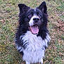 dog, border_collie, black_and_white, tongue_out, happy, grass, outdoor, pet, animal, fur, ears_up, sitting, playful, nature, canine, muzzle, cheerful, close_up, daylight, alert