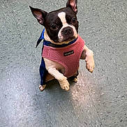 Emmy joined the competition — help win amazing prizes! dog, boston_terrier, pet, pink_harness, bandana, standing, begging, tile_floor, indoor, black_and_white, big_eyes, pointy_ears, small_dog, cute, portrait, front_paws, looking_up, nose, ears_up, shiny_floor