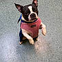 dog, boston_terrier, pet, pink_harness, bandana, standing, begging, tile_floor, indoor, black_and_white, big_eyes, pointy_ears, small_dog, cute, portrait, front_paws, looking_up, nose, ears_up, shiny_floor
