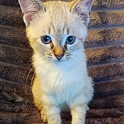 Crapule participe au concours pour gagner de l'argent avec cette photo : kitten, cat, blue_eyes, fluffy, pet, animal, feline, cute, young, indoor, soft_texture, blanket, fur, whiskers, ears, small, sitting, curious, portrait, domestic_animal