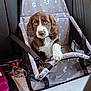 animal, brown, canine, car_seat, comfort, cute, dog, front_view, indoor, leash, looking, paw_prints, pet, puppy, resting, seatbelt, transport, travel, white, young