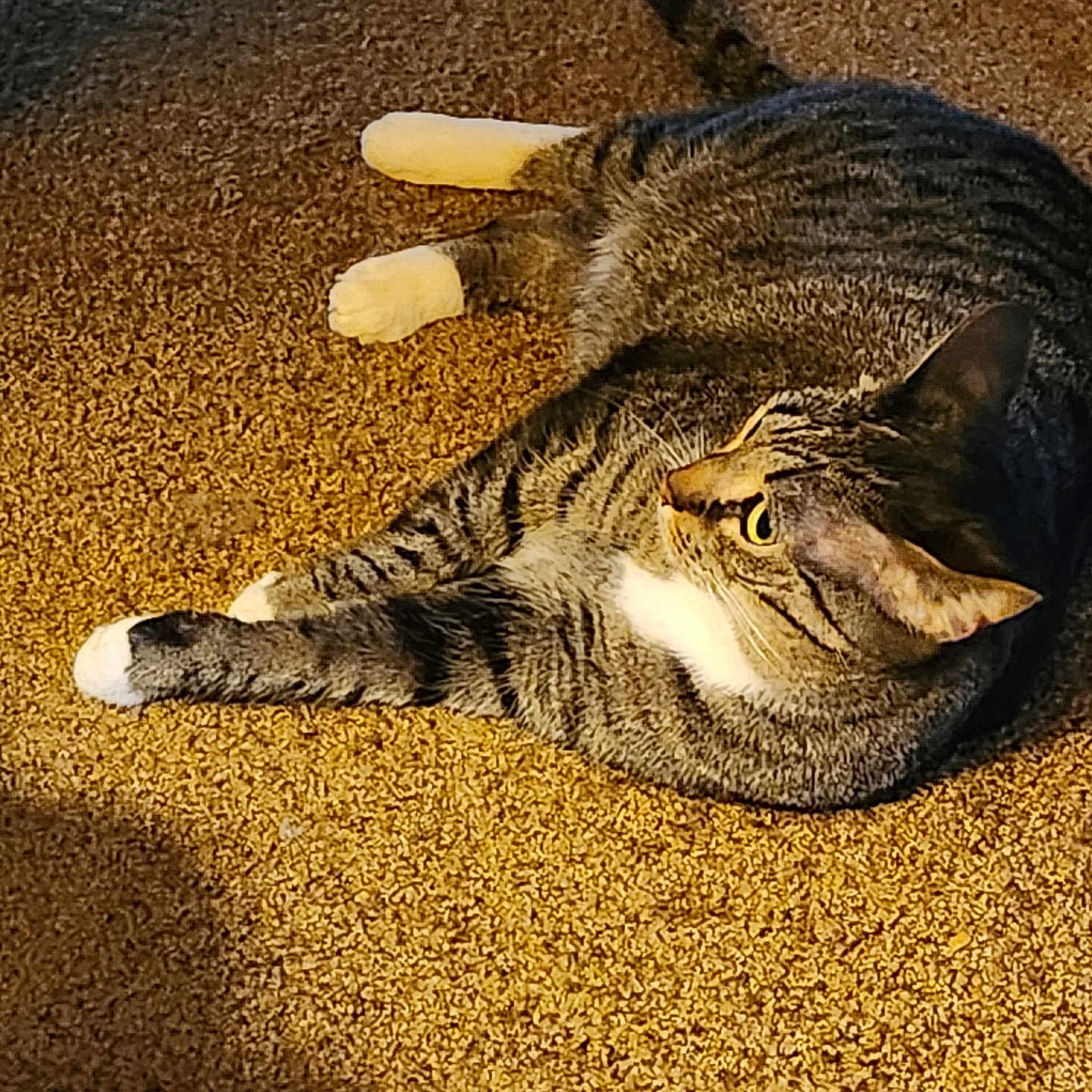 Cleo