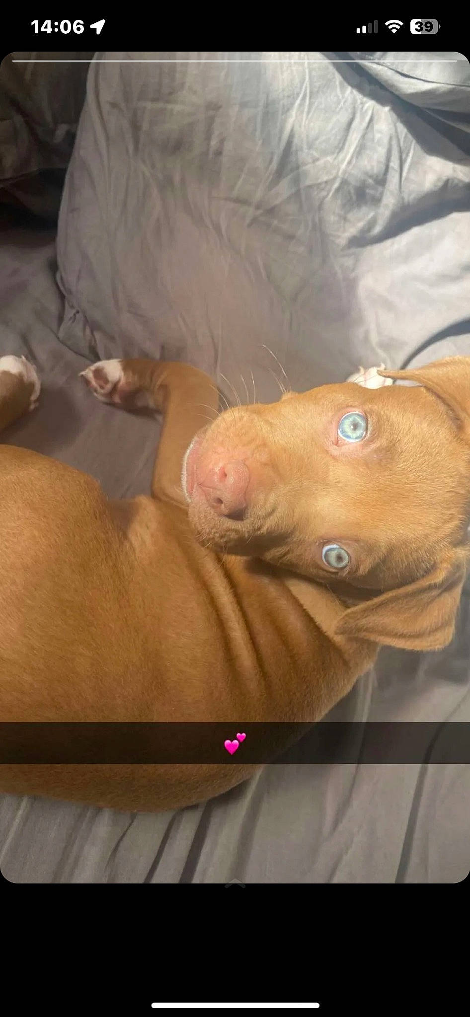 Ziak a rejoint le concours — aidez-le/la à gagner de superbes lots ! canidae, carnivore, comfort, companion_dog, dog, dog_breed, ear, fawn, fur, hardwood, liver, non_sporting_group, puppy, snout, sporting_group, terrestrial_animal, whiskers, wood, working_animal, wrinkle