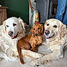 dog, golden_retriever, dachshund, pet, indoor, floor, tile, resting, animal, canine, fur, cute, companion, home, cozy, relaxed, mammal, friendly, portrait, domestic