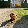 dog, brown_dog, tongue_out, grass, dirt, sunlight, shadow, house, roof, window, tree, hedge, blue_sky, outdoor, playful, pet, nature, daytime, animal, happy