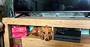 Bloom a rejoint le concours — aidez-le/la à gagner de superbes lots ! dog, dachshund, wooden_furniture, drawer, tv_stand, television, game_console, controller, books, bag, floor, indoor, pet, curious, brown_dog, living_room, reflection, decor, cozy, resting
