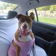 Delilah joined the competition — help win amazing prizes! backseat, brown_and_white, canine, car, collar, dog, domestic_animal, happy, leash_tag, nature, pet, pink_shirt, relaxed, road_trip, scenery, seat_cover, sunlight, tongue_out, transportation, window