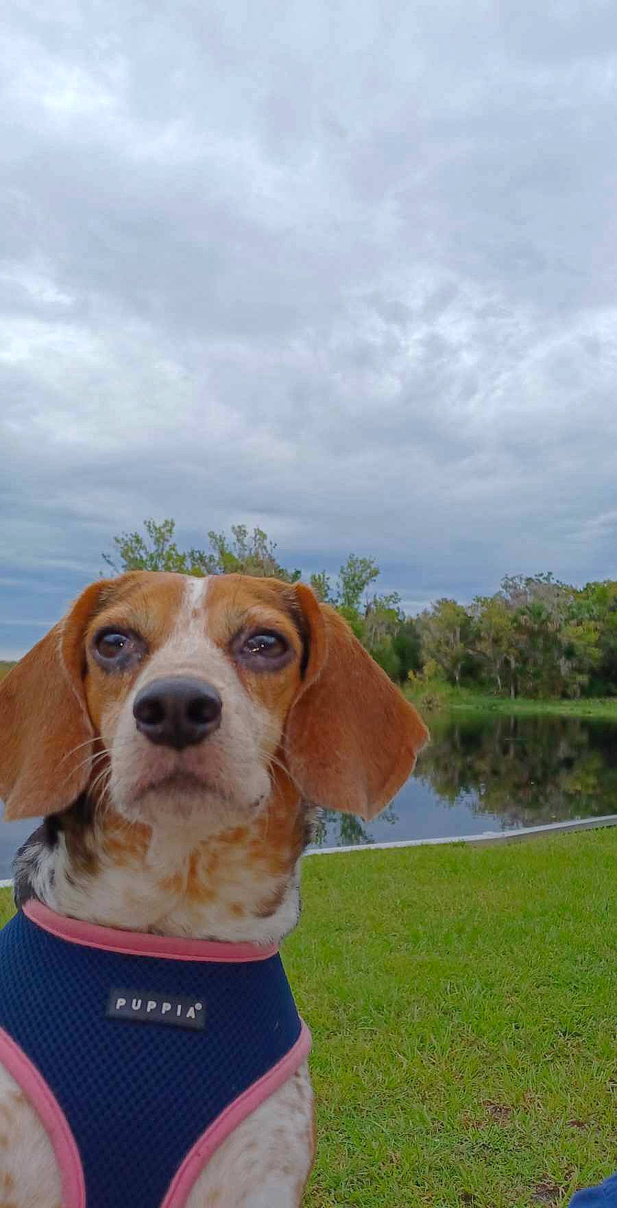 Brie joined the competition — help win amazing prizes! carnivore, cloud, collar, companion_dog, dog, dog_breed, dog_collar, dog_supply, fawn, hound, lake, liver, pet_supply, plant, sky, sporting_group, tree, water, whiskers, working_animal