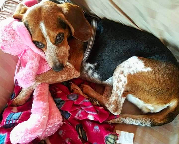 Brie joined the competition — help win amazing prizes! beagle_harrier, canidae, carnivore, collar, comfort, companion_dog, dog, dog_breed, dog_supply, fur, hound, hunting_dog, liver, pet_supply, puppy, scent_hound, sporting_group, working_animal