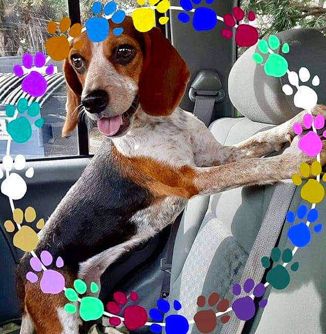 Brie is registered to the contest to win money with this photo: ancient_dog_breeds, art, carnivore, collar, companion_dog, dog, dog_breed, dog_collar, dog_supply, fawn, flower, hound, illustration, painting, pattern, photo_caption, snout, sporting_group, toy, working_animal