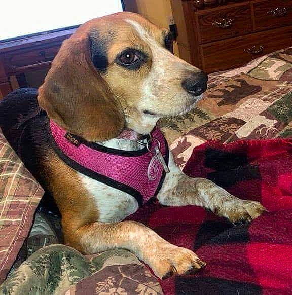 Brie is registered to the contest to win money with this photo: cabinetry, canidae, carnivore, chest, chest_of_drawers, collar, comfort, companion_dog, cupboard, dog, dog_breed, dog_supply, drawer, dresser, flooring, hound, pet_supply, scent_hound, wood, working_animal