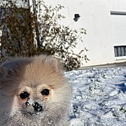 Aston a rejoint le concours — aidez-le/la à gagner de superbes lots ! dog, pomeranian, snow, outdoor, pet, fluffy, white, blue_sky, house, winter, playful, animal, cute, fur, small_dog, sunlight, nature, face, snowflakes, daytime