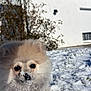 dog, pomeranian, snow, outdoor, pet, fluffy, white, blue_sky, house, winter, playful, animal, cute, fur, small_dog, sunlight, nature, face, snowflakes, daytime