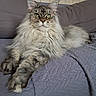 Winnie a rejoint le concours — aidez-le/la à gagner de superbes lots ! cat, maine_coon, fluffy, green_eyes, quilted_blanket, purple_blanket, couch, furniture, indoor, pet, animal, relaxed, lying_down, long_fur, whiskers, ears, paws, portrait, home, cozy