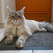 Winnie participe au concours pour gagner de l'argent avec cette photo : cat, fluffy, long_hair, indoor, mat, door, wooden_door, floor, tile_floor, pet, animal, feline, whiskers, paws, relaxed, looking_at_camera, ears, tabby, domestic_cat, portrait
