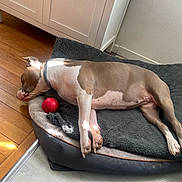 Rose participe au concours pour gagner de l'argent avec cette photo : animal, brown_and_white, cabinet, collar, corner, cozy, dog, dog_bed, flooring, home, indoor, napping, pet, quiet, red_ball, relaxing, resting, sleeping, sunlight, wooden_floor