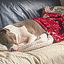 blanket, canine, comfort, couch, cozy, dog, domestic, fur, home, indoor, living_room, nap, pet, pillow, quiet, red_blanket, relaxing, resting, sleeping, white_blanket