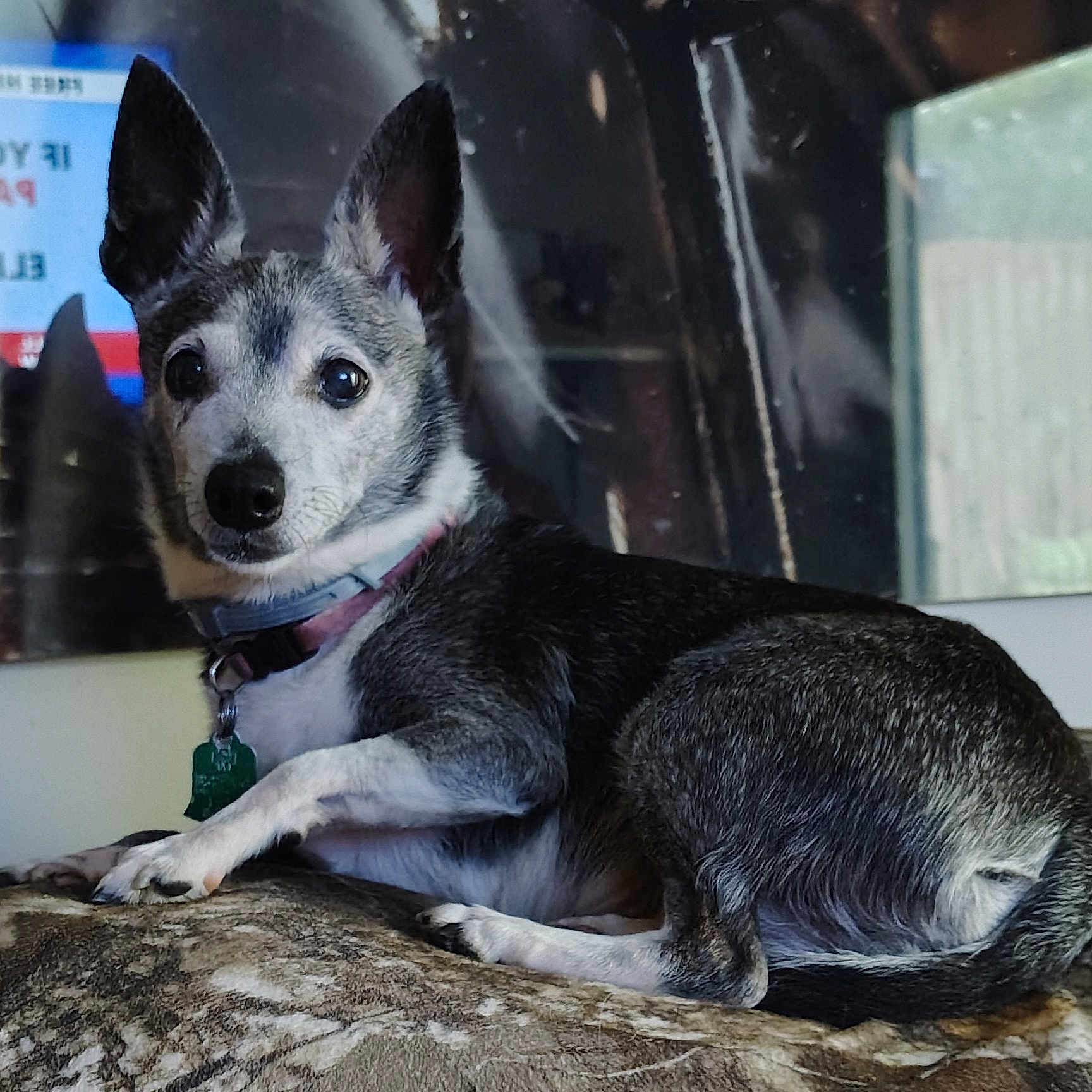 Kari Ann is registered to the contest to win money with this photo: animal, blanket, collar, comfortable, cozy, curious, dog, domestic, ears, fur, home, indoor, looking, lying_down, pet, portrait, reflection, resting, small_dog, window