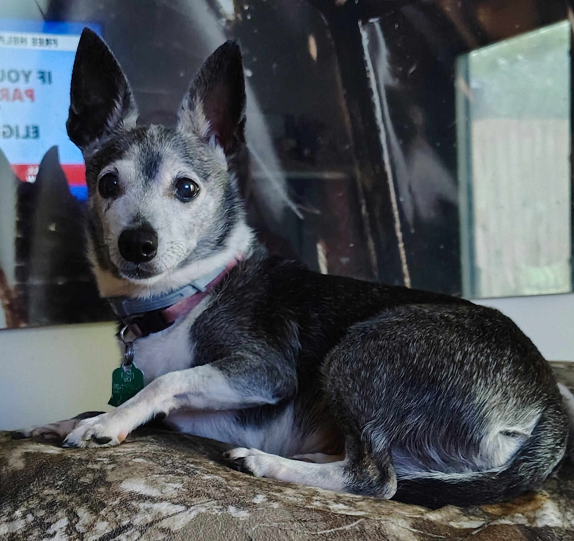 Kari Ann is registered to the contest to win money with this photo: dog, pet, animal, indoor, blanket, collar, ears, fur, lying_down, looking, curious, small_dog, comfortable, resting, home, reflection, window, cozy, domestic, portrait