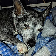 Kari Ann is registered to the contest to win money with this photo: dog, resting, blanket, cozy, sleepy, indoor, fur, paw, ear, nose, animal, pet, comfort, relaxation, closeup, portrait, gray_fur, white_fur, soft, warm