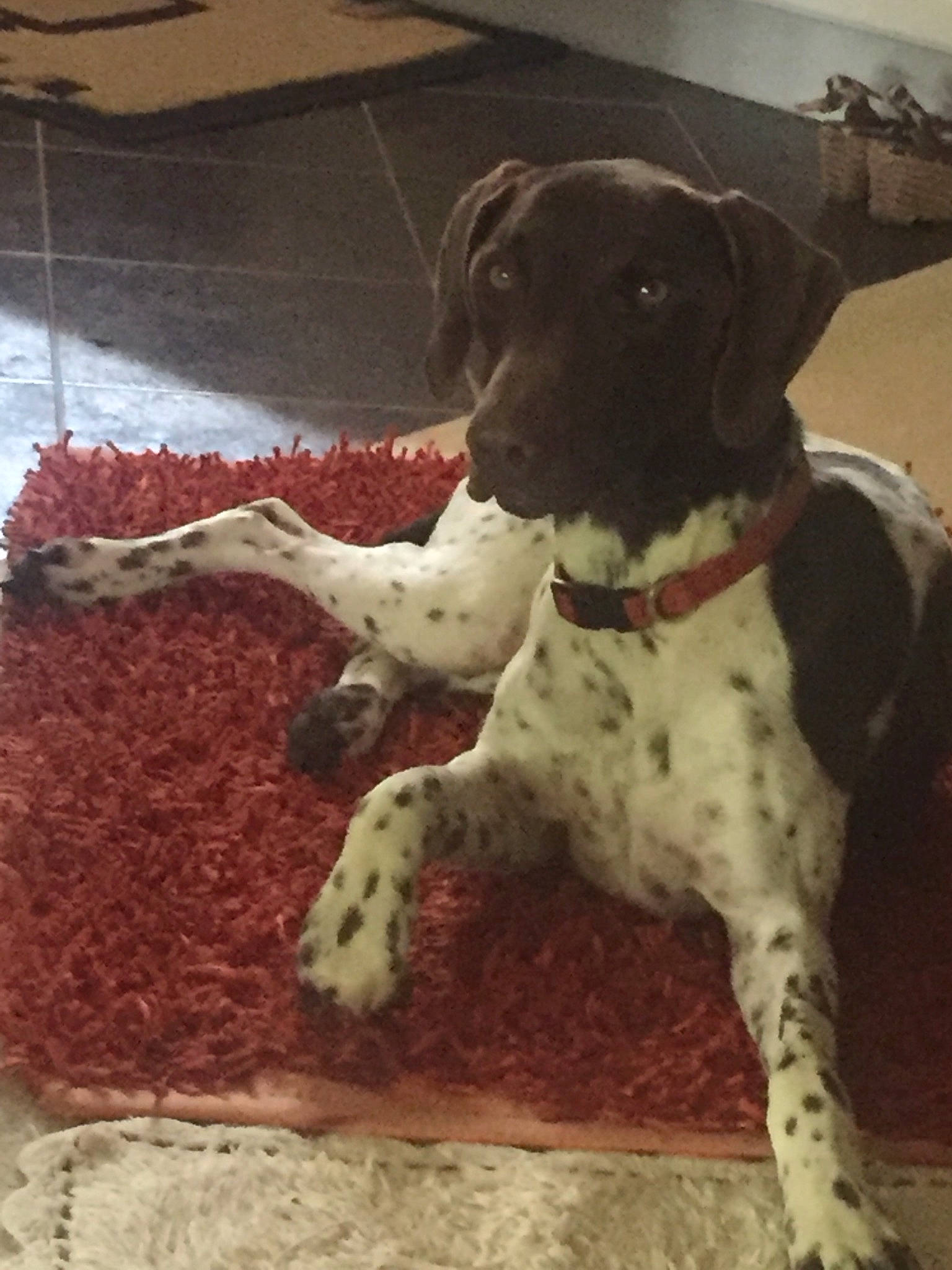 Bella joined the competition — help win amazing prizes! canidae, carmine, carnivore, collar, companion_dog, dog, dog_breed, dog_collar, fawn, flooring, fur, great_dane, pattern, paw, snout, sporting_group, square, tail, toy, working_animal