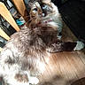 cat, blue_eyes, fluffy, fur, wooden_chair, sunlight, indoor, pet, animal, relaxed, whiskers, pink_collar, face, paw, wooden_floor, shadow, plant, home, cozy, cute