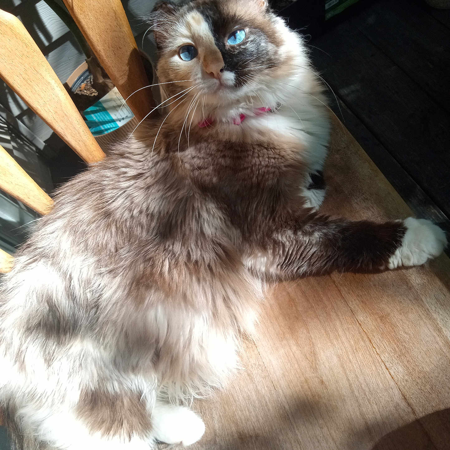 Kitty joined the competition — help win amazing prizes! cat, blue_eyes, fluffy, fur, wooden_chair, sunlight, indoor, pet, animal, relaxed, whiskers, pink_collar, face, paw, wooden_floor, shadow, plant, home, cozy, cute