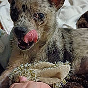 Gizmo participe au concours pour gagner de l'argent avec cette photo : dog, tongue, licking, hand, plush_toy, indoor, blanket, cozy, pet, animal, cute, playful, fur, ears, snout, closeup, domestic, companion, resting, toy