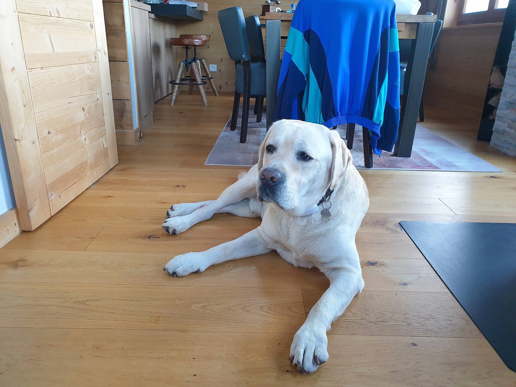 Pirate participe au concours pour gagner de l'argent avec cette photo : carnivore, chair, collar, companion_dog, dog, dog_breed, dog_supply, fawn, floor, flooring, hardwood, laminate_flooring, pet_supply, plank, snout, sporting_group, tail, wood, wood_flooring, working_animal