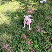 Kilo is registered to the contest to win money with this photo: dog, white_dog, black_patch, tongue_out, grass, outdoor, sunlight, pet, happy_dog, sitting, nature, greenery, animal, canine, summer, yard, playful, close_up, daylight, empty_bowls