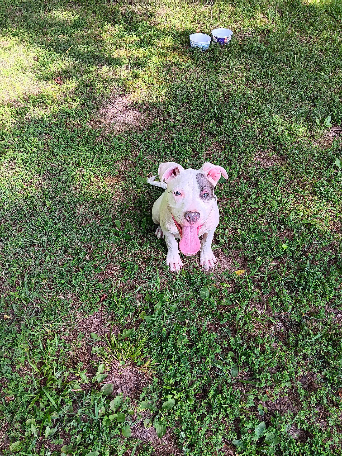 Kilo joined the competition — help win amazing prizes! dog, white_dog, grass, outdoor, tongue_out, happy, pet, playful, sunlight, water_bowls, animal, nature, sitting, canine, greenery, summer, daylight, tongue, ears, cute