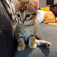 Aileen a rejoint le concours — aidez-le/la à gagner de superbes lots ! animal, cat, closeup, couch, cozy, curious, cute, domestic, ears, feline, fur, home, indoor, kitten, mammal, paws, pet, portrait, whiskers, young