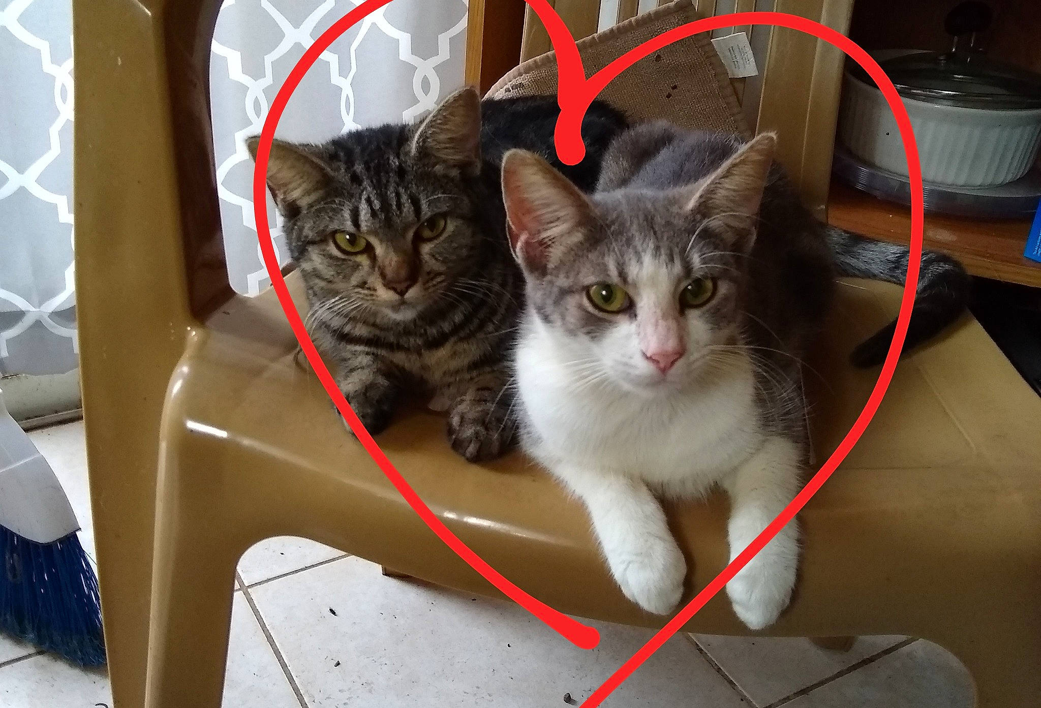 Beth Anne joined the competition — help win amazing prizes! aegean_cat, asian, carnivore, cat, domestic_short_haired_cat, european_shorthair, felidae, kitten, mammal, norwegian_forest_cat, polydactyl_cat, small_to_medium_sized_cats, whiskers