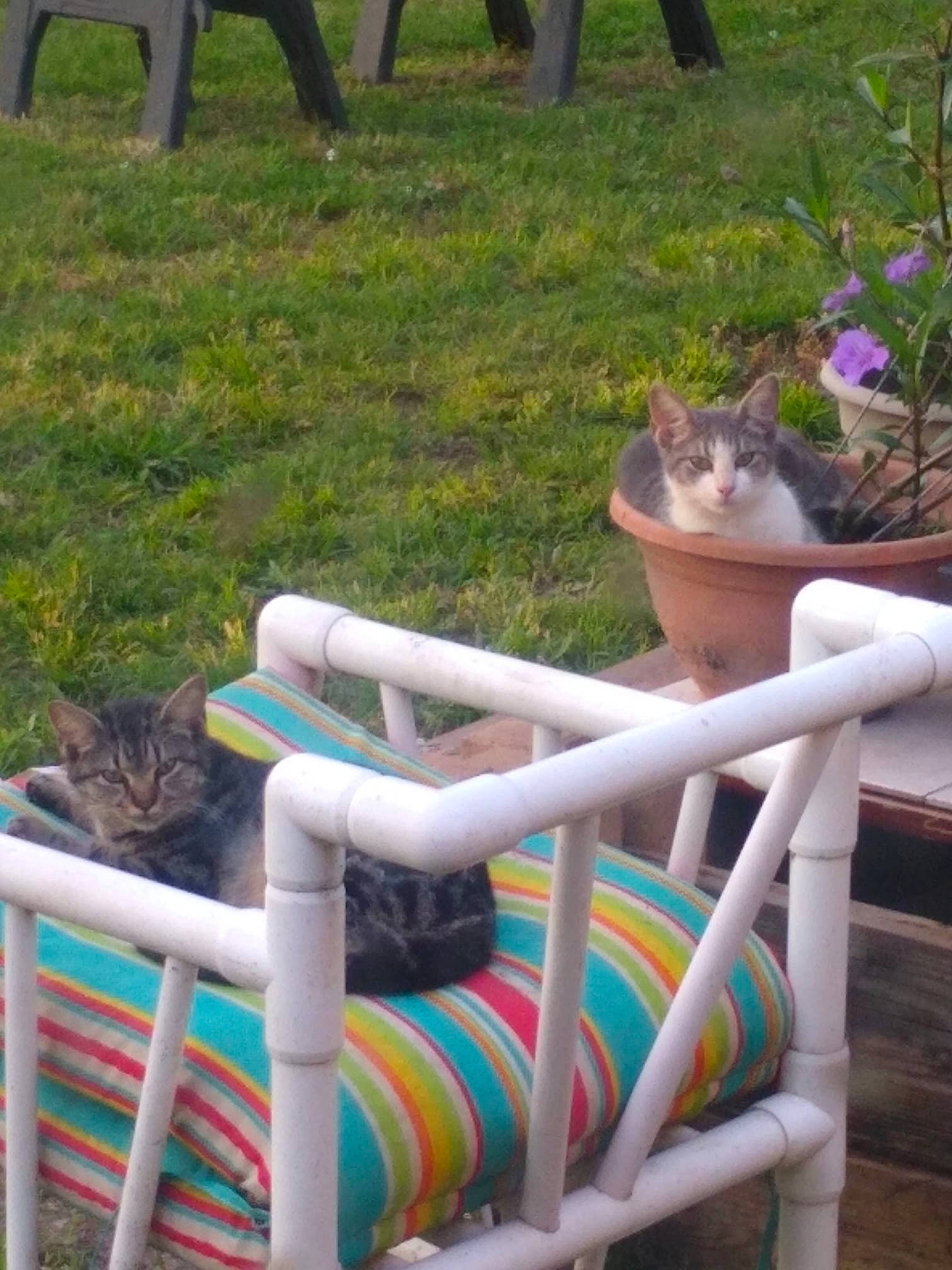 Beth Anne joined the competition — help win amazing prizes! cat, chair, fawn, felidae, furniture, grass, leisure, outdoor_furniture, plant, sitting, small_to_medium_sized_cats, tree