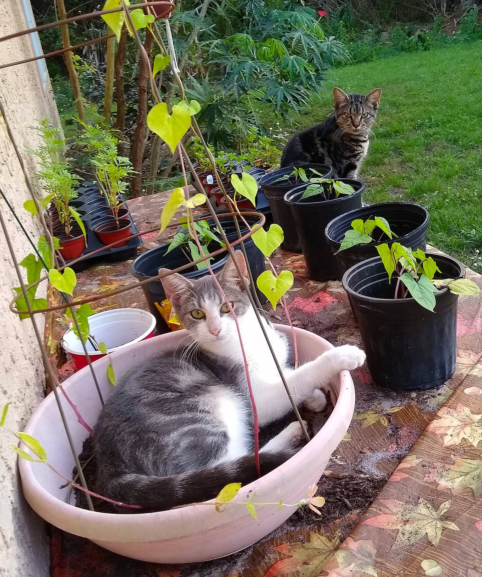 Beth Anne joined the competition — help win amazing prizes! backyard, carnivore, cat, domestic_short_haired_cat, european_shorthair, felidae, flower, flowerpot, garden, german_rex, herb, houseplant, plant, small_to_medium_sized_cats, tabby_cat, tree, whiskers