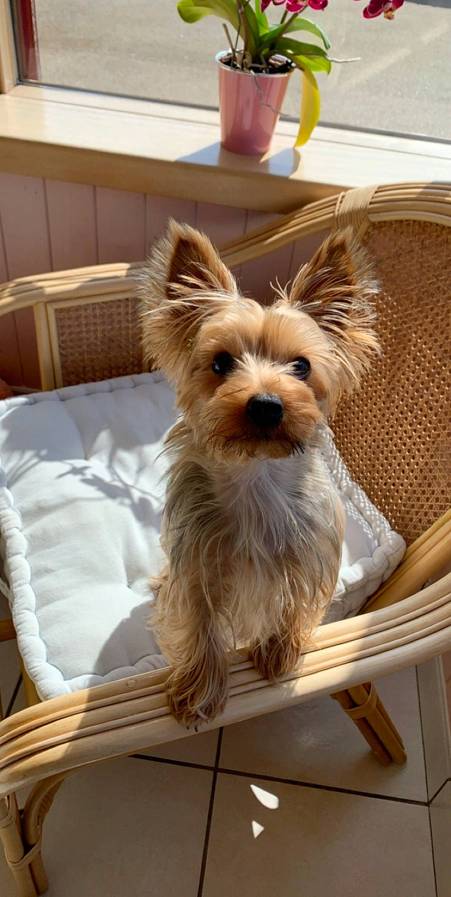 Lixie a rejoint le concours — aidez-le/la à gagner de superbes lots ! australian_silky_terrier, australian_terrier, biewer_terrier, cairn_terrier, canidae, carnivore, companion_dog, dog, dog_breed, fawn, mammal, morkie, norwich_terrier, puppy, rare_breed_dog, small_terrier, terrier, toy_dog, vertebrate, yorkshire_terrier