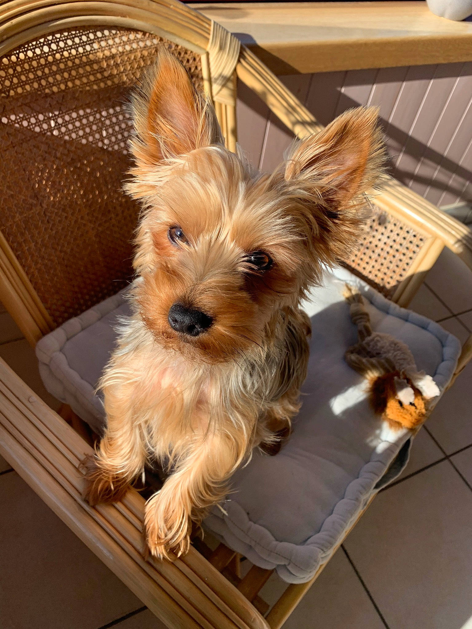 Lixie participe au concours pour gagner de l'argent avec cette photo : australian_silky_terrier, australian_terrier, biewer_terrier, cairn_terrier, canidae, carnivore, companion_dog, dog, dog_breed, mammal, morkie, puppy, rare_breed_dog, small_terrier, snout, terrier, toy_dog, vertebrate, yorkipoo, yorkshire_terrier