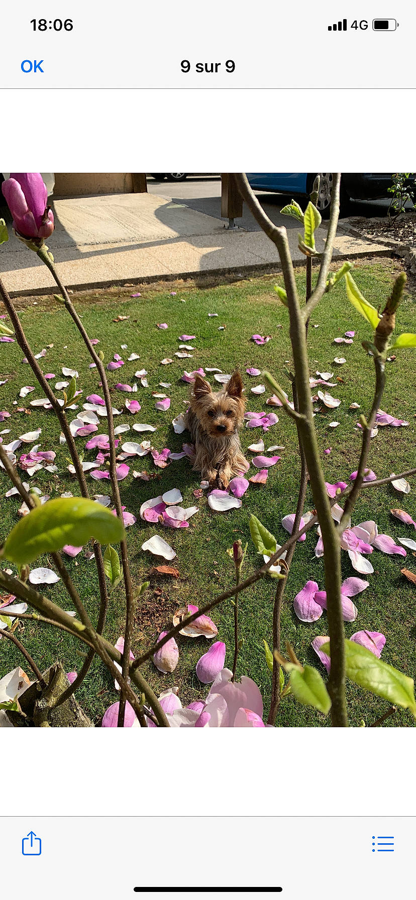 Lixie a rejoint le concours — aidez-le/la à gagner de superbes lots ! flower, flowering_plant, garden, grass, groundcover, herbaceous_plant, lawn, perennial_plant, petal, pink, pink_family, plant, spring, wildflower, yard