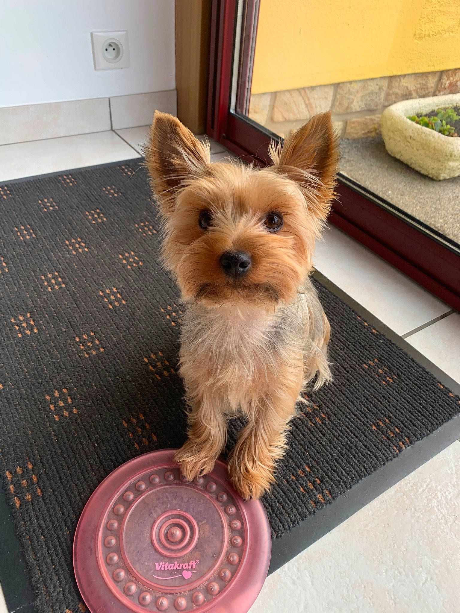 Lixie a rejoint le concours — aidez-le/la à gagner de superbes lots ! australian_silky_terrier, australian_terrier, biewer_terrier, cairn_terrier, canidae, carnivore, companion_dog, dog, dog_breed, mammal, norwich_terrier, puppy, rare_breed_dog, small_terrier, snout, terrier, toy_dog, vertebrate, yorkipoo, yorkshire_terrier