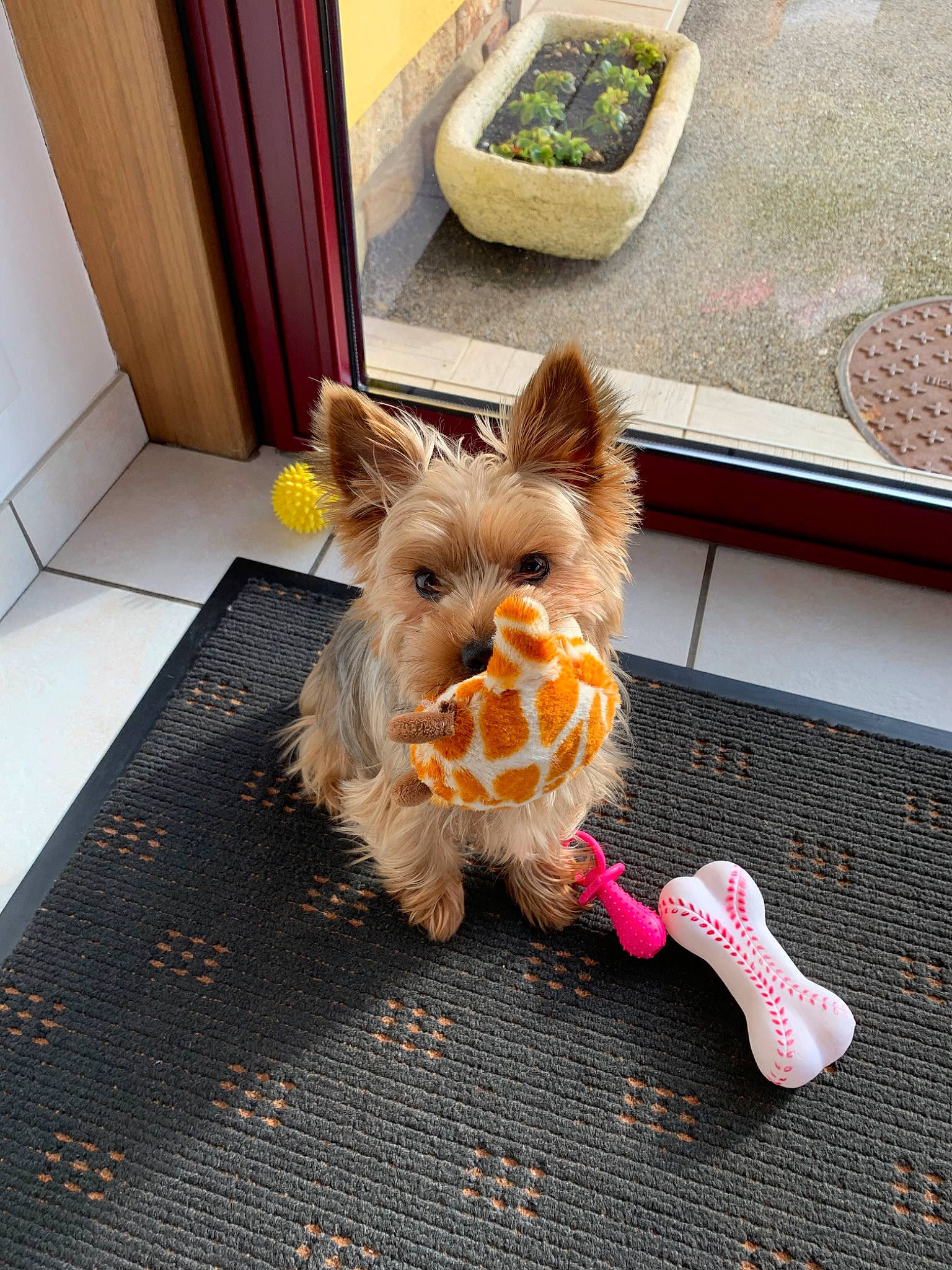 Lixie a rejoint le concours — aidez-le/la à gagner de superbes lots ! canidae, carnivore, chihuahua, companion_dog, dog, dog_breed, dog_toy, ear, fawn, flooring, puppy, terrier, toy, toy_dog, yorkipoo, yorkshire_terrier