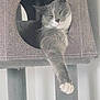 cat, cat_face, sleeping, paw, outstretched_paw, whiskers, gray_cat, white_chest, cat_cubby, cat_tree, pet, indoor, cozy, fabric_texture, textured, portrait, close_up, relaxed, nap, feline