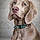 Athenestheweimaraner