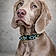 Athenestheweimaraner