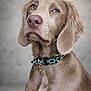 Athenestheweimaraner a rejoint le concours — aidez-le/la à gagner de superbes lots ! dog, portrait, close_up, blue_eyes, collar, pet, canine, fur, expression, indoor, animal, mammal, cute, looking_up, ears, whiskers, snout, domestic_animal, furry, calm