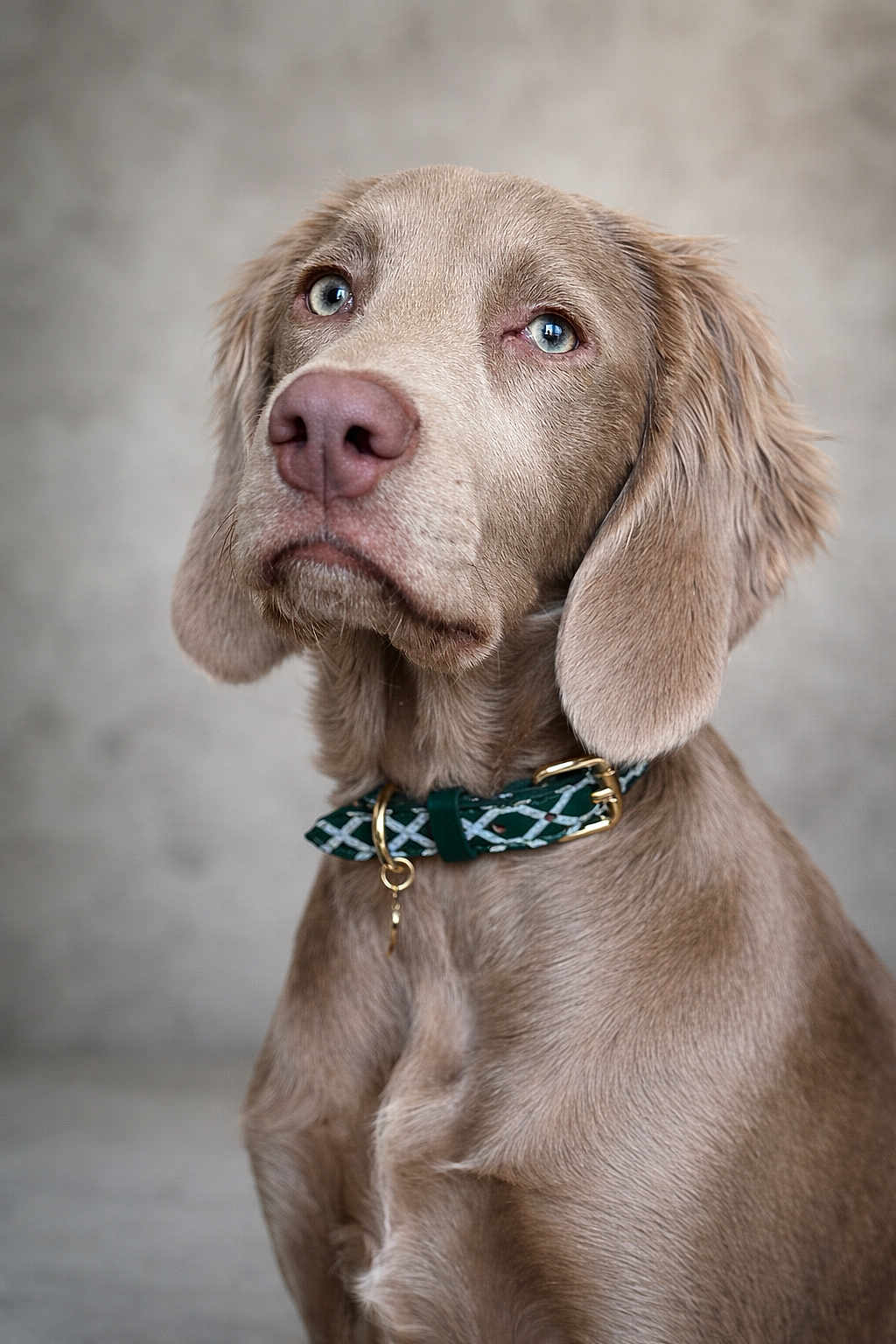 Athenestheweimaraner a rejoint le concours — aidez-le/la à gagner de superbes lots ! dog, portrait, close_up, blue_eyes, collar, pet, canine, fur, expression, indoor, animal, mammal, cute, looking_up, ears, whiskers, snout, domestic_animal, furry, calm