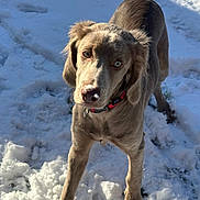 Athenestheweimaraner participe au concours pour gagner de l'argent avec cette photo : dog, snow, outdoor, pet, canine, winter, fur, collar, animal, paw, nature, playful, curious, cold, daylight, mammal, young_dog, standing, looking_up, adorable