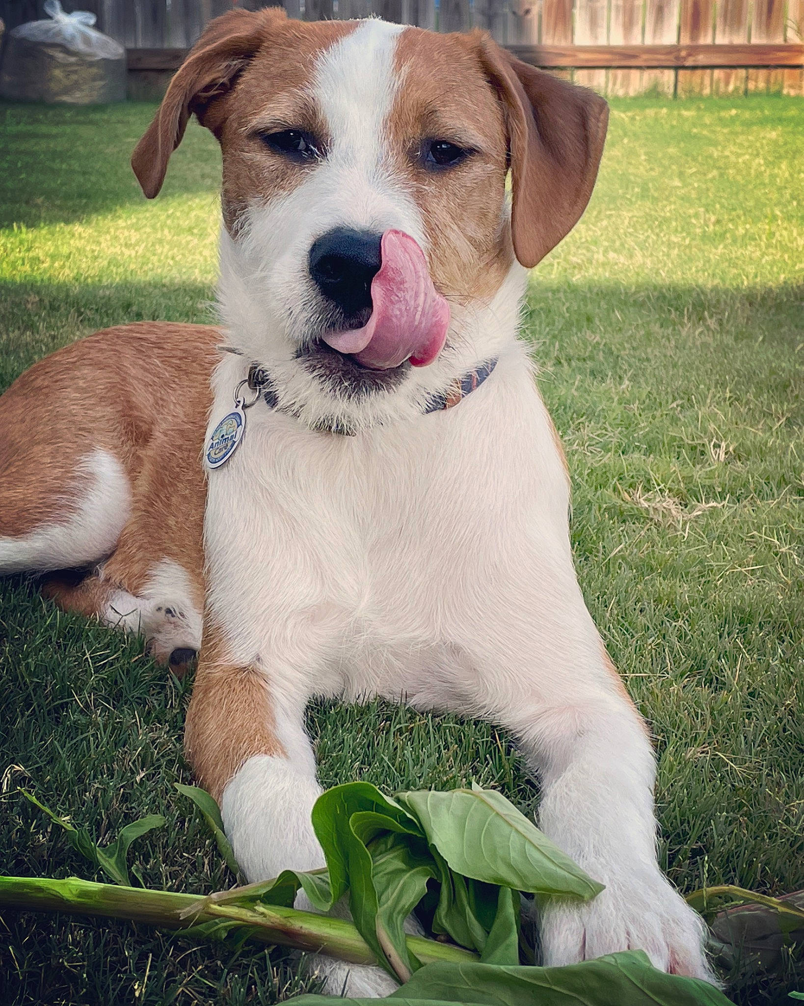 Narwhal is registered to the contest to win money with this photo: canidae, carnivore, collar, companion_dog, dog, dog_breed, dog_collar, fawn, fur, grass, hunting_dog, leash, plant, puppy, snout, sporting_group, whiskers, working_animal