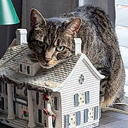 Mini is registered to the contest to win money with this photo: cat, tabby, miniature_house, decor, table, window, curtains, indoor, pet, feline, resting, head, gray, striped, ears, whiskers, lamp, ornament, closeup, cozy