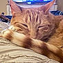 cat, orange_tabby, sleeping, tail, blanket, indoor, dog, resting, cozy, furniture, living_room, relaxation, pet, fur, closeup, comfort, animal, domestic, nap, warm